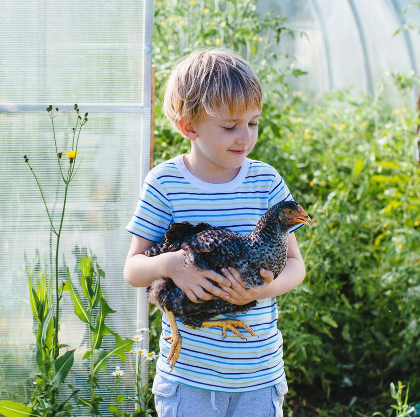 A boy is holding a black chicken
